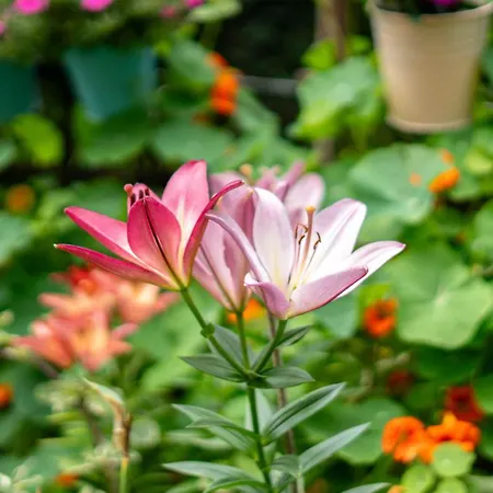 Lesny Zakatek グダニスク