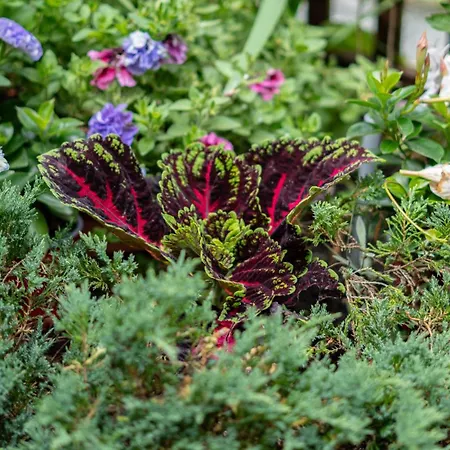 アパート Lesny Zakatek