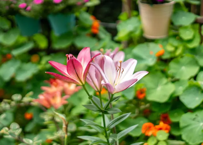 Lesny Zakatek Gdansk